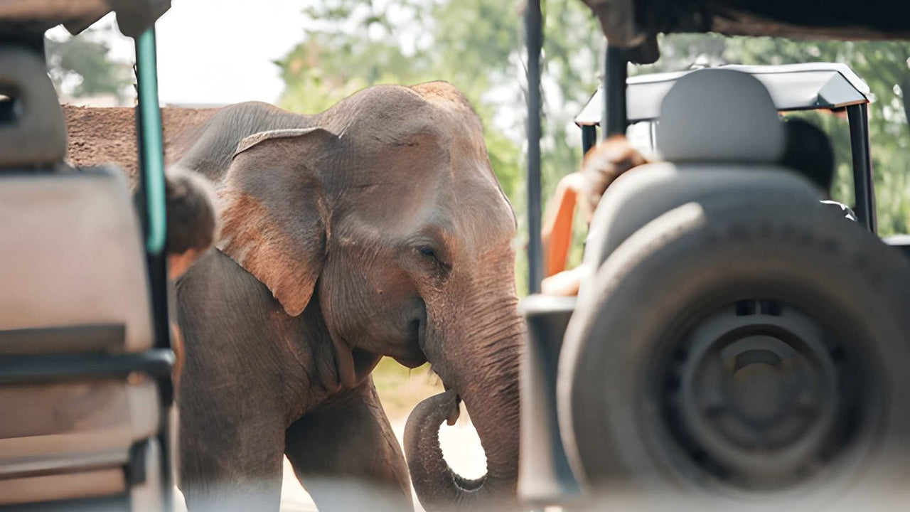 Udawalawe rahvuspargi privaatne safari loodusteadlasega