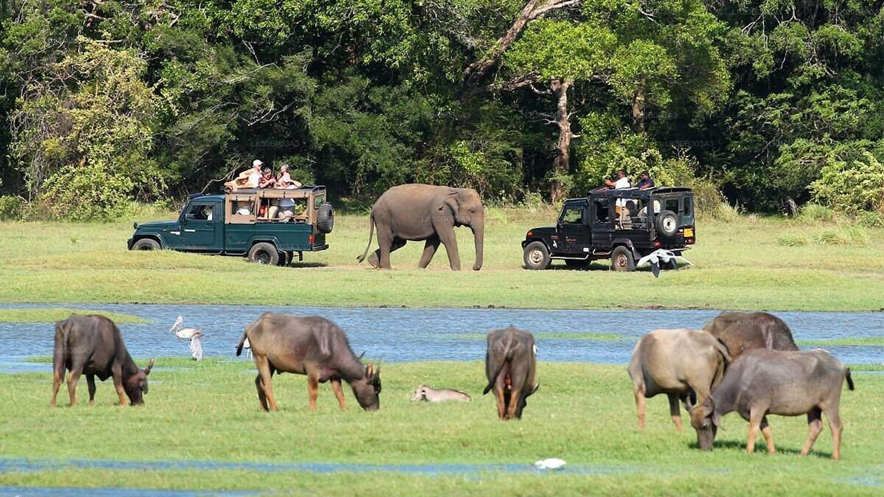 Minneriya rahvuspargi privaatne safari
