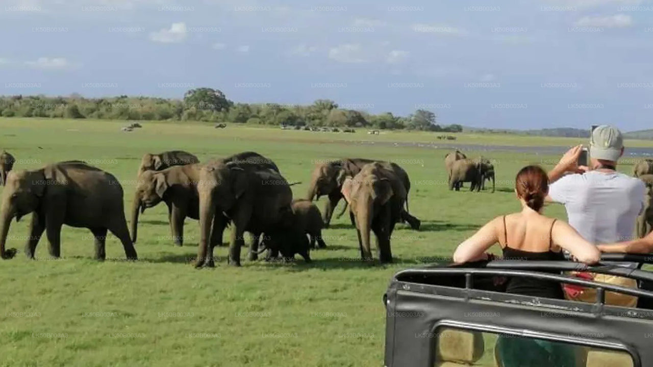 Minneriya rahvuspargi privaatne safari