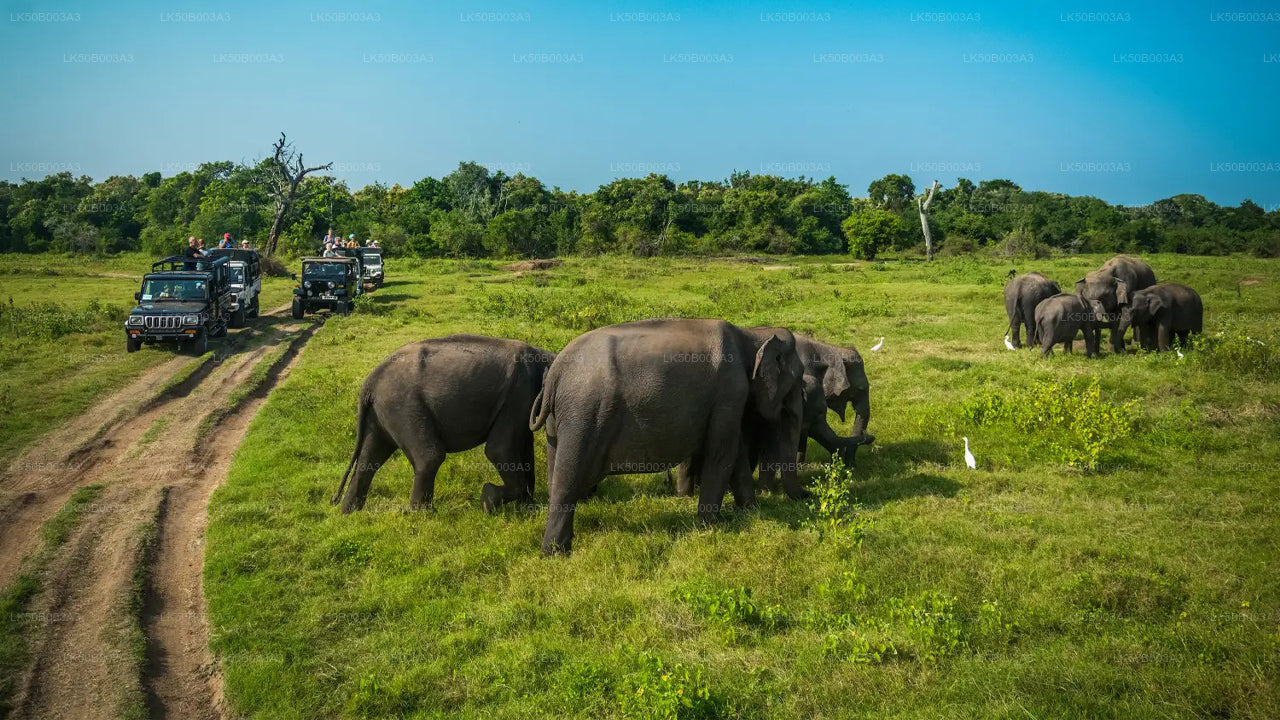 Minneriya rahvuspargi privaatne safari