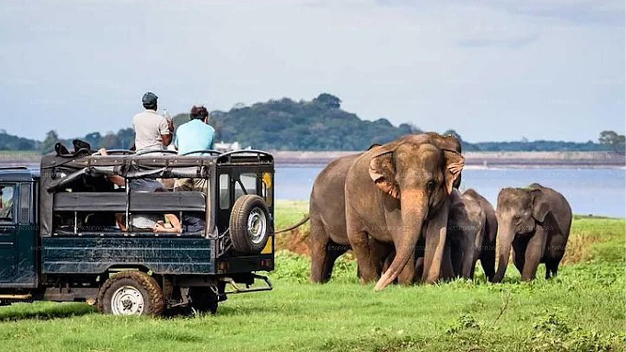 Minneriya rahvuspargi privaatne safari