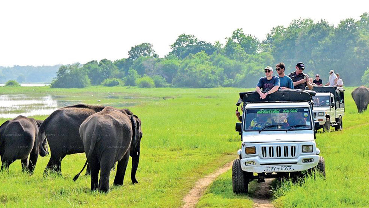Minneriya rahvuspargi privaatne safari