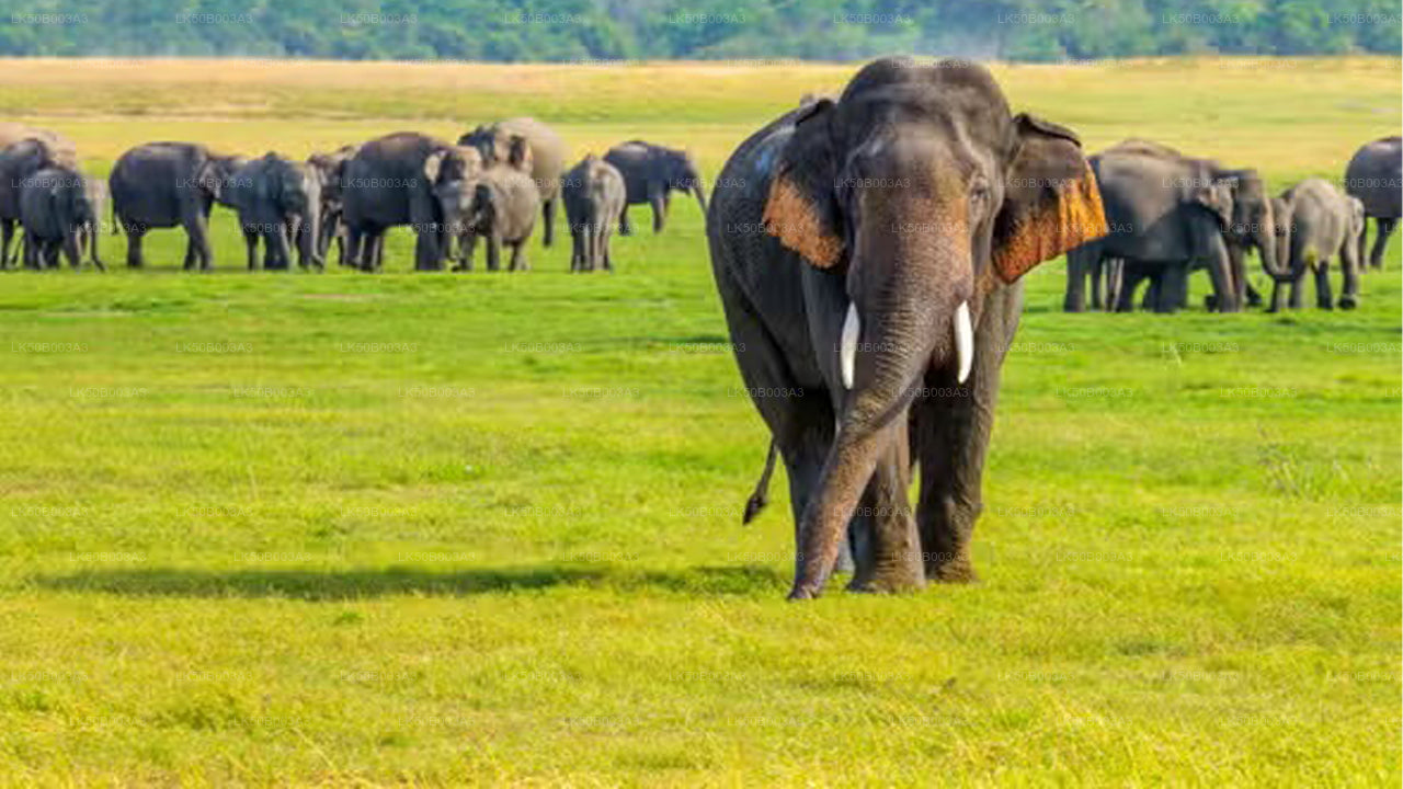 Minneriya rahvuspargi privaatne safari