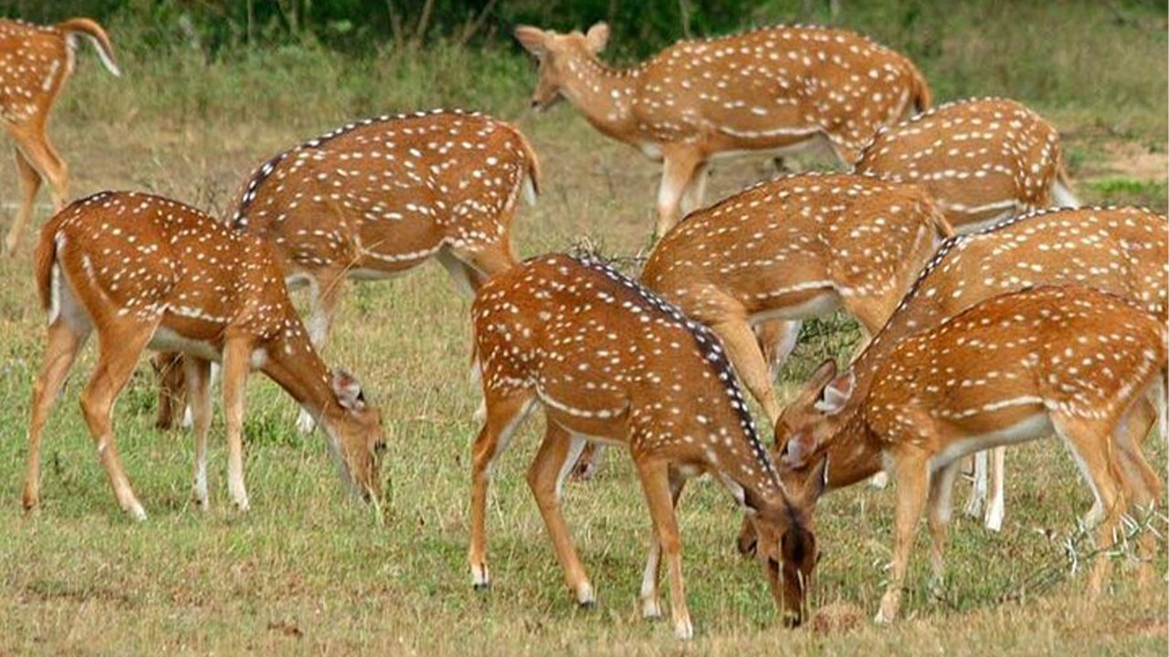 Minneriya rahvuspargi safari Sigiriyast