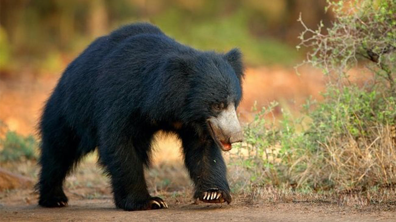 Minneriya rahvuspargi safari Sigiriyast