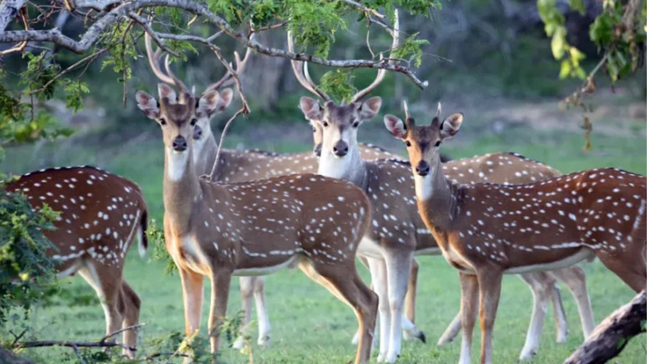 Minneriya rahvuspargi safari Sigiriyast