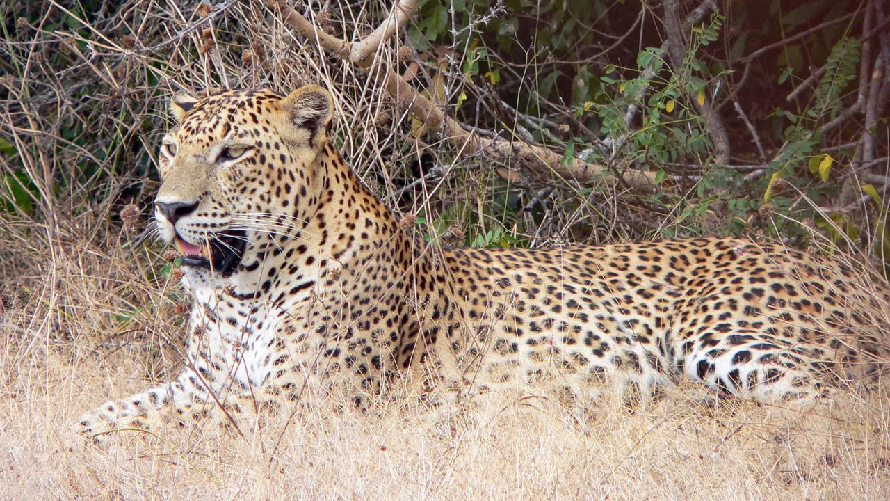 Yala rahvuspargi privaatne safari