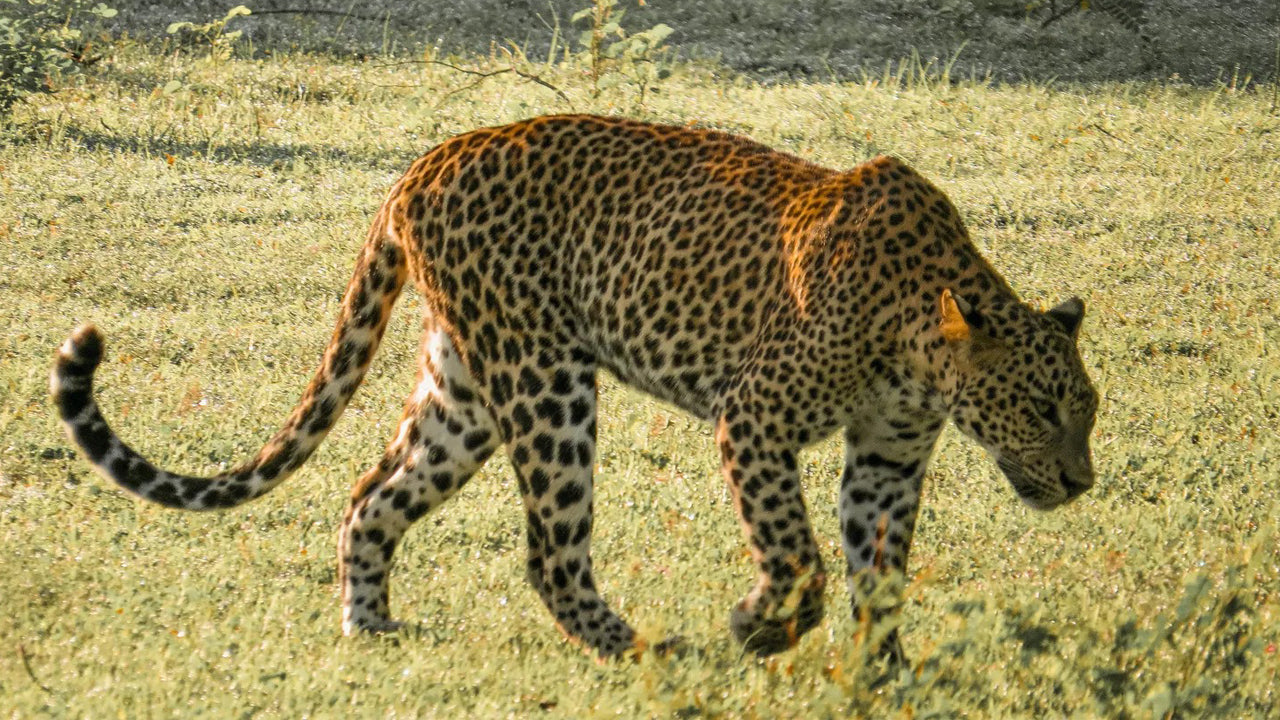 Yala rahvuspargi privaatne safari