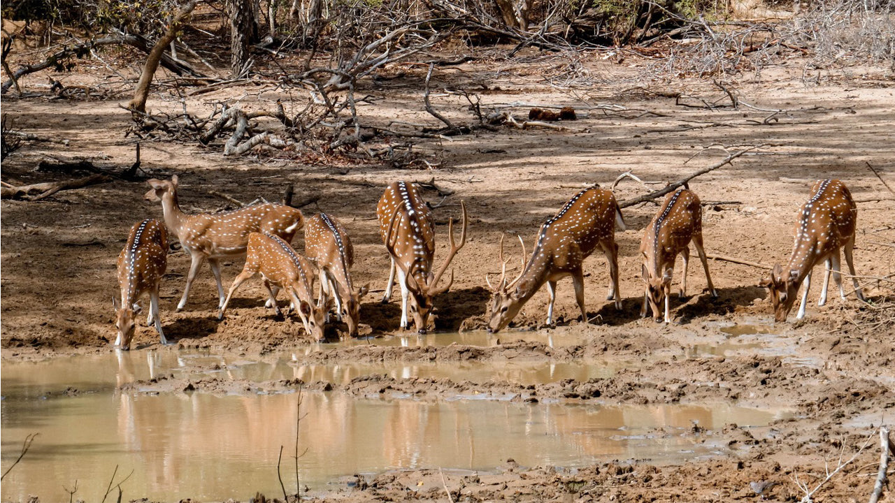 Yala rahvuspargi privaatne safari