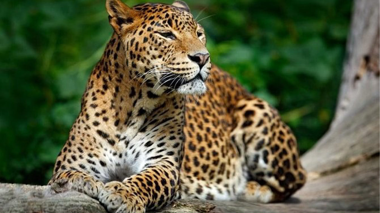 Yala rahvuspargi privaatne safari