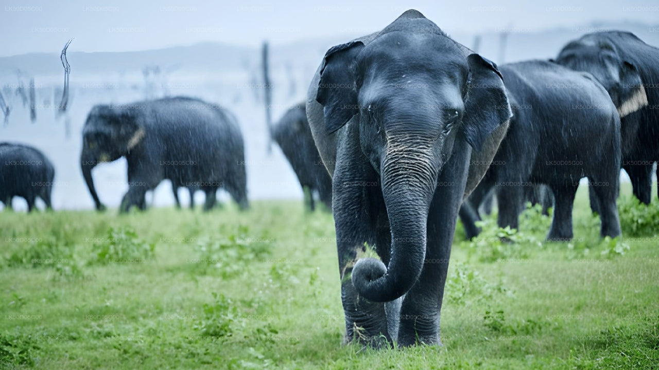 Kaudulla rahvuspargi privaatne safari Sigiriyast
