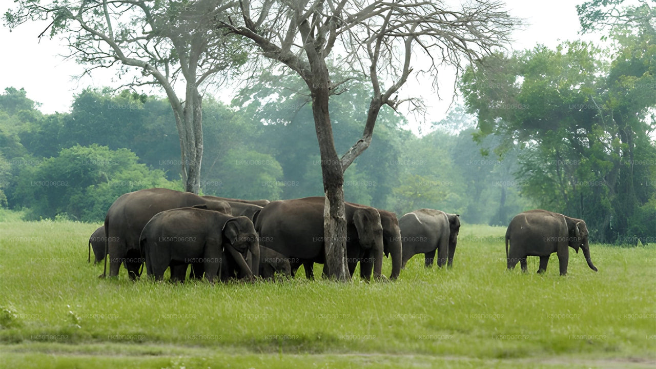 Group of elephants in a grassy field with trees in the background
