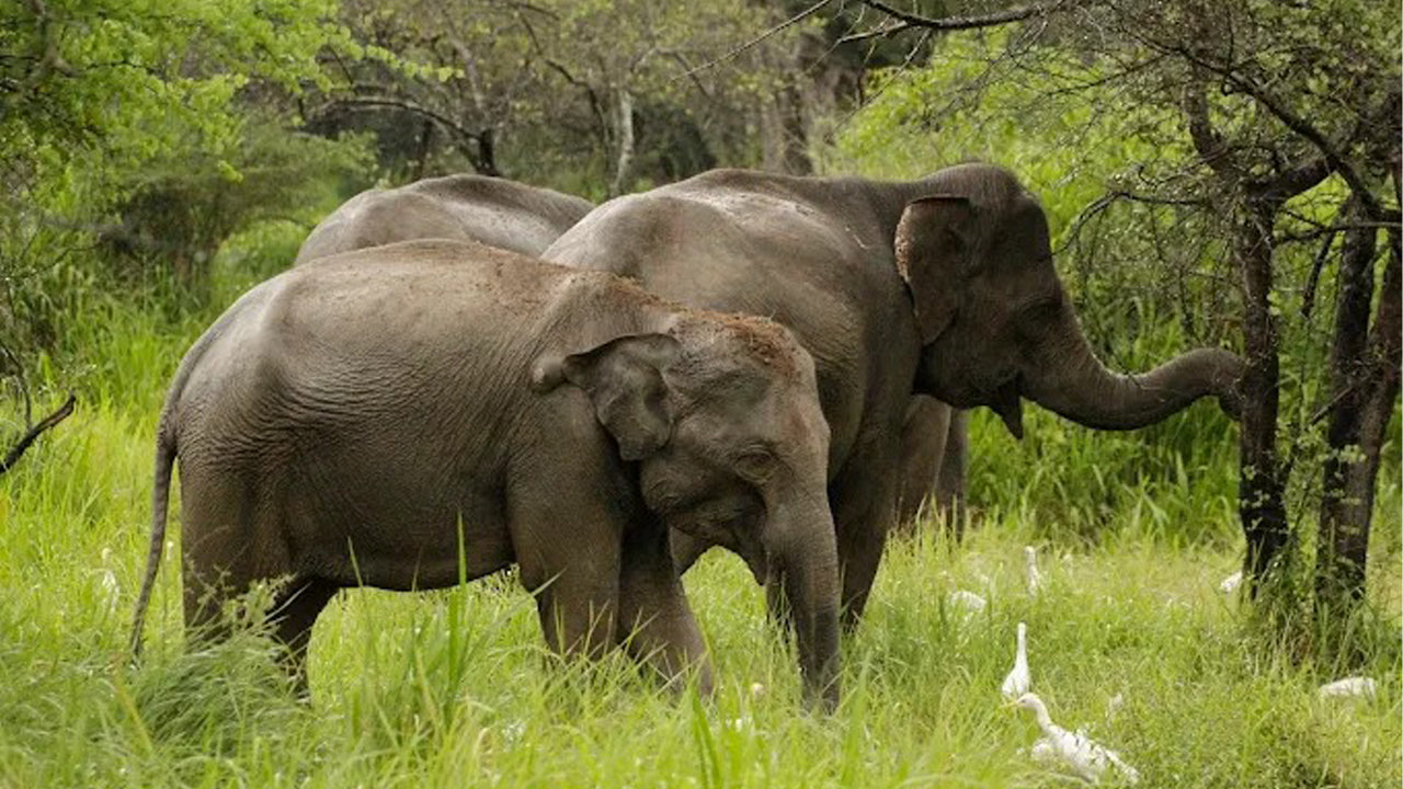 Wasgamuwa rahvuspargi privaatne safari