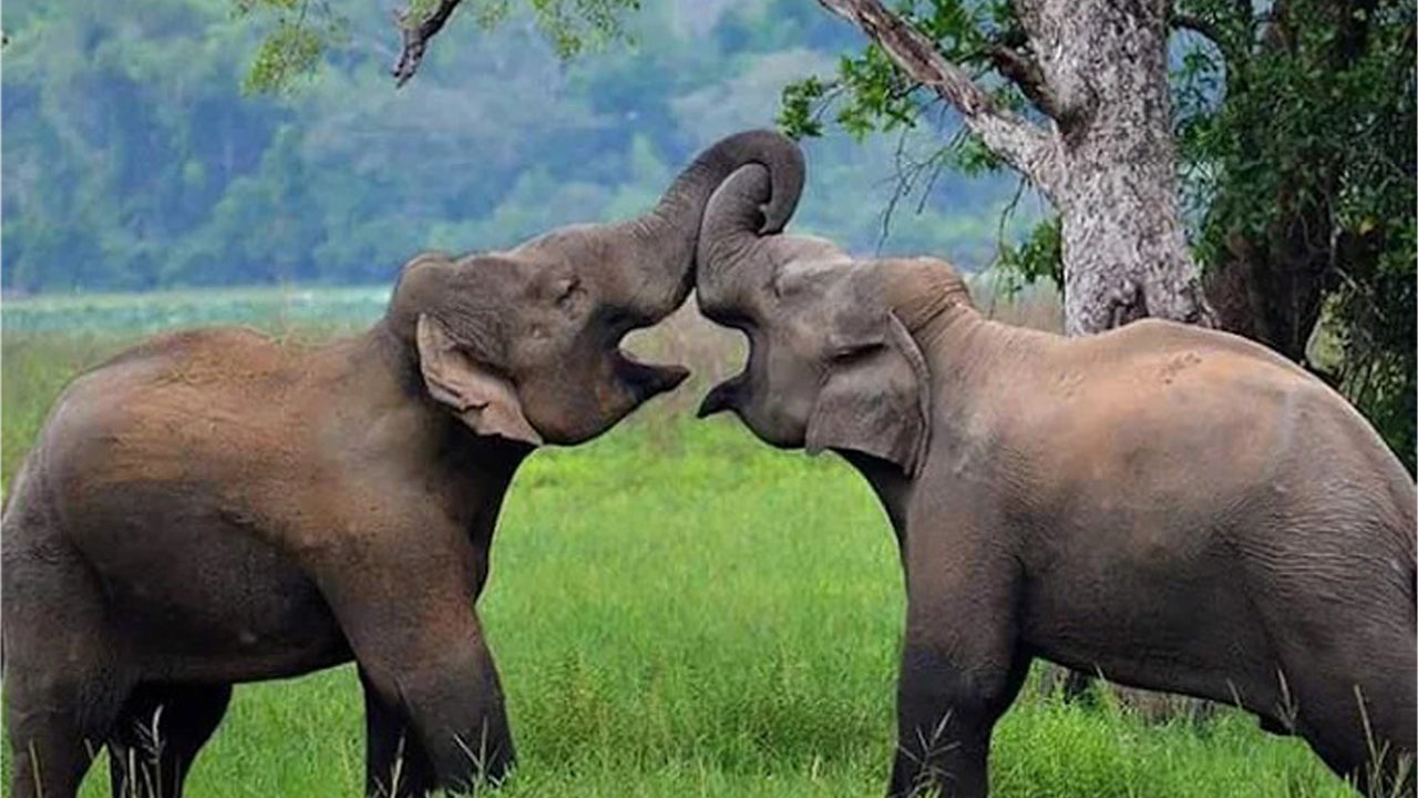 Wasgamuwa rahvuspargi privaatne safari