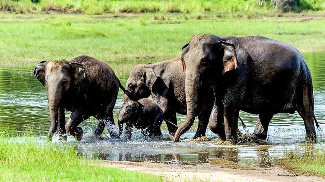 Wasgamuwa rahvuspargi privaatne safari