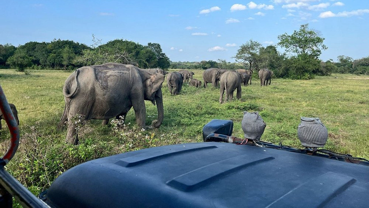 Wasgamuwa rahvuspargi privaatne safari