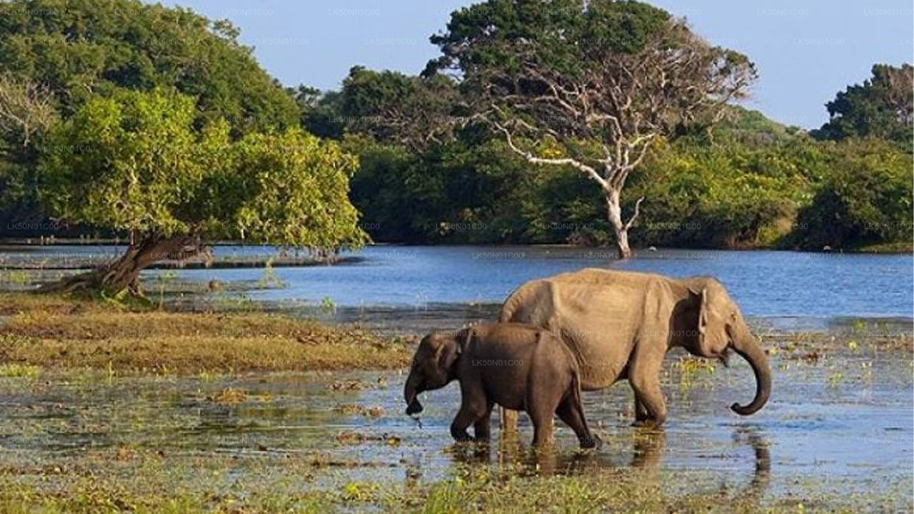 Maduru Oya rahvuspargi privaatne safari loodusteadlasega