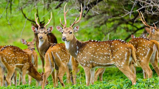 Maduru Oya rahvuspargi privaatne safari loodusteadlasega