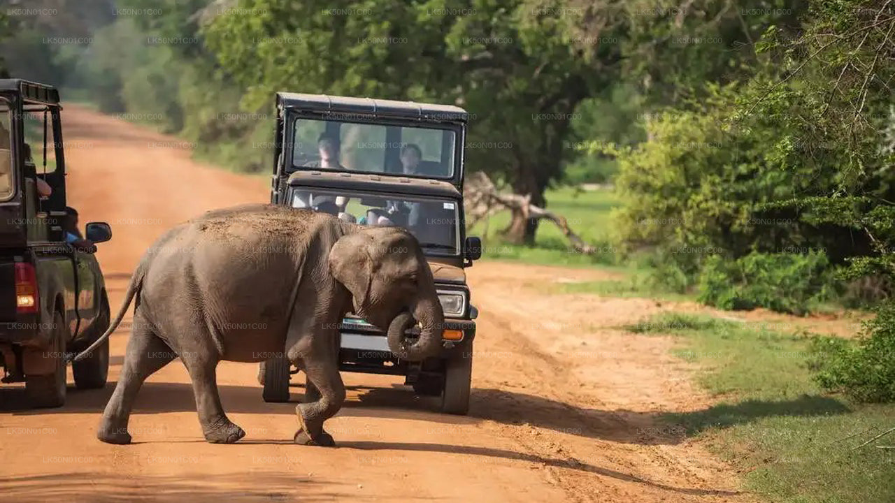 Maduru Oya rahvuspargi privaatne safari loodusteadlasega