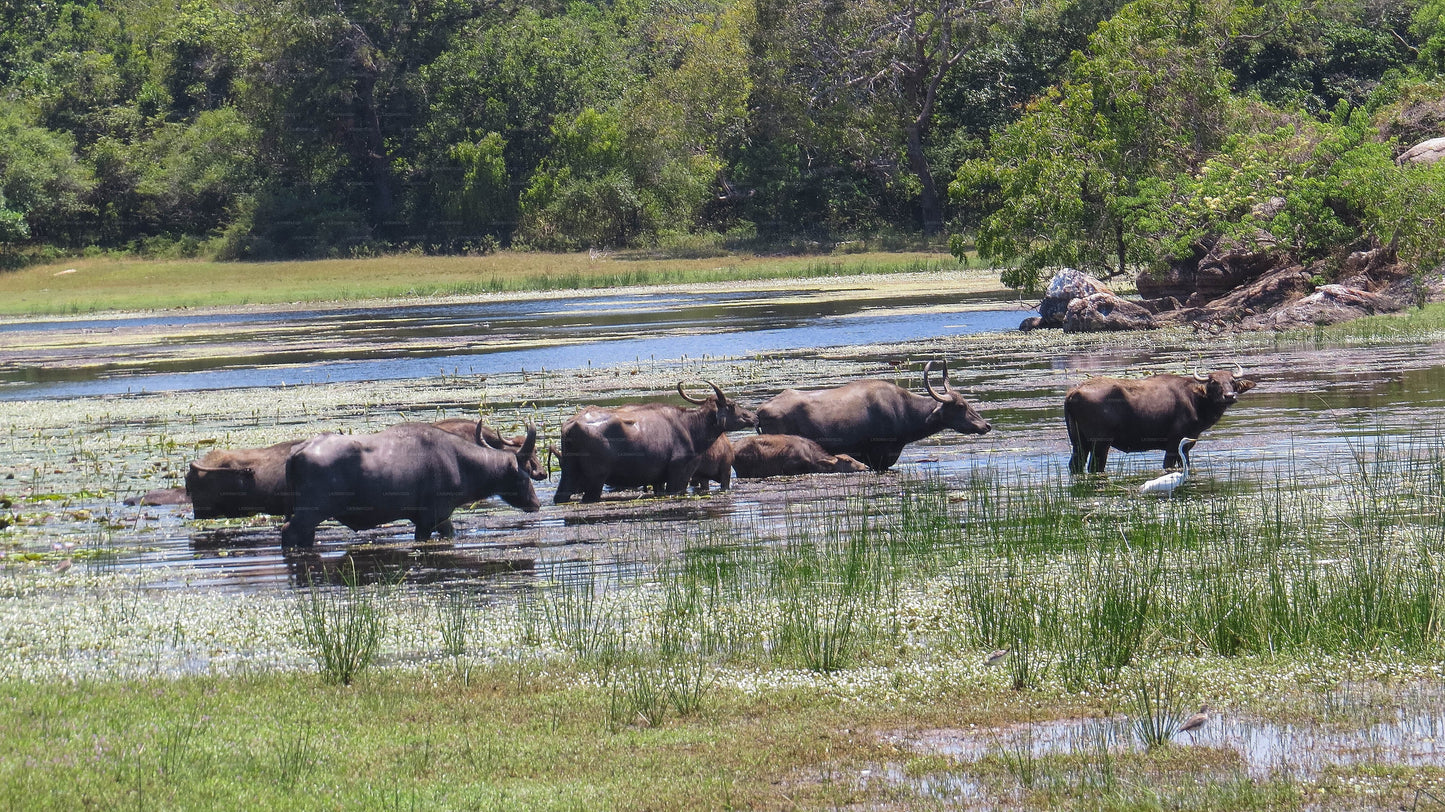 Maduru Oya rahvuspargi privaatne safari loodusteadlasega
