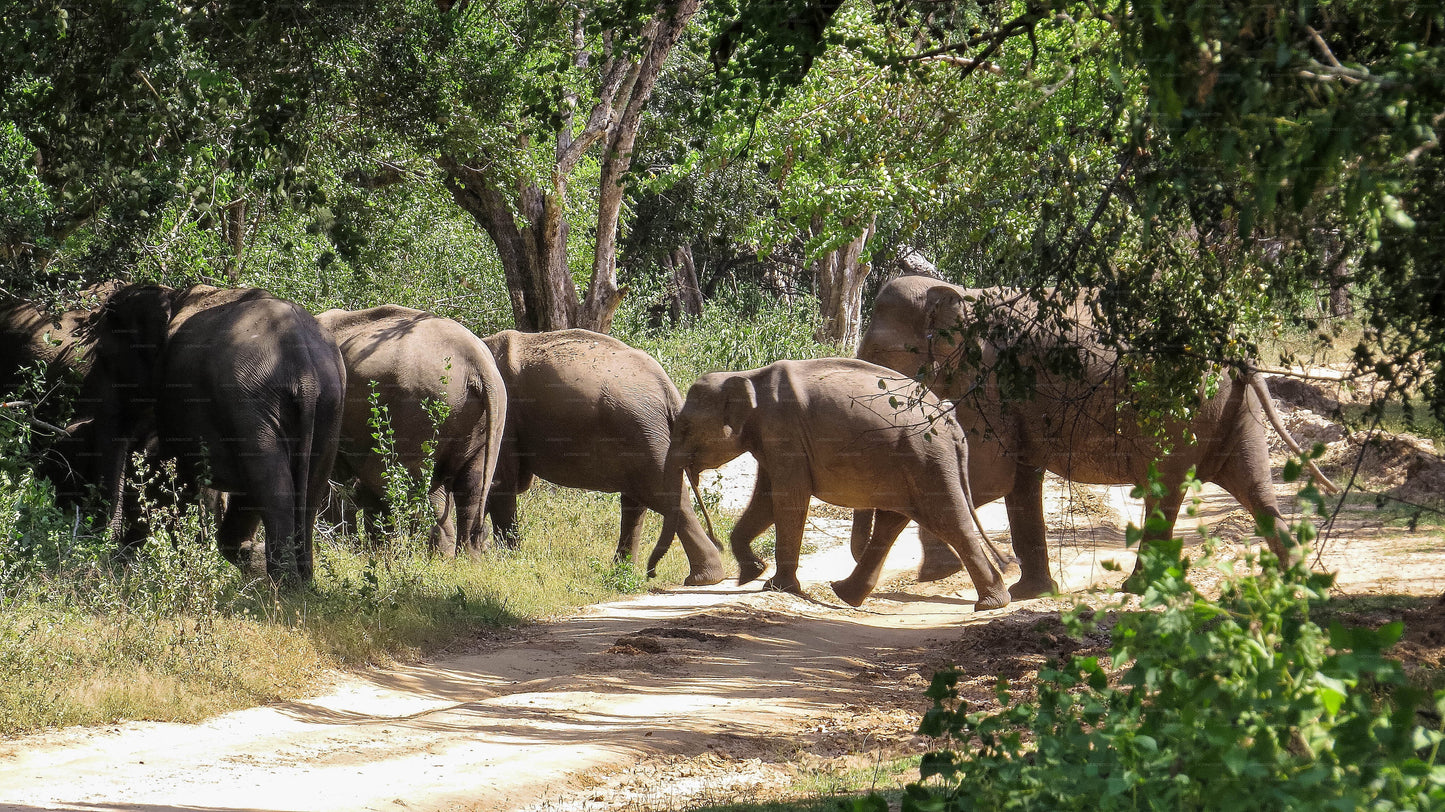 Maduru Oya rahvuspargi privaatne safari loodusteadlasega