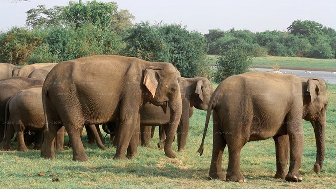 Maduru Oya rahvuspargi privaatne safari loodusteadlasega