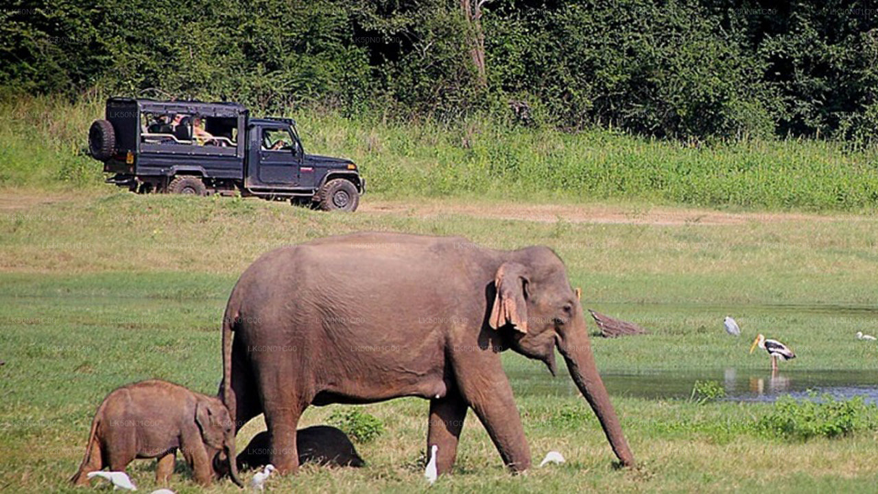 Maduru Oya rahvuspargi privaatne safari loodusteadlasega