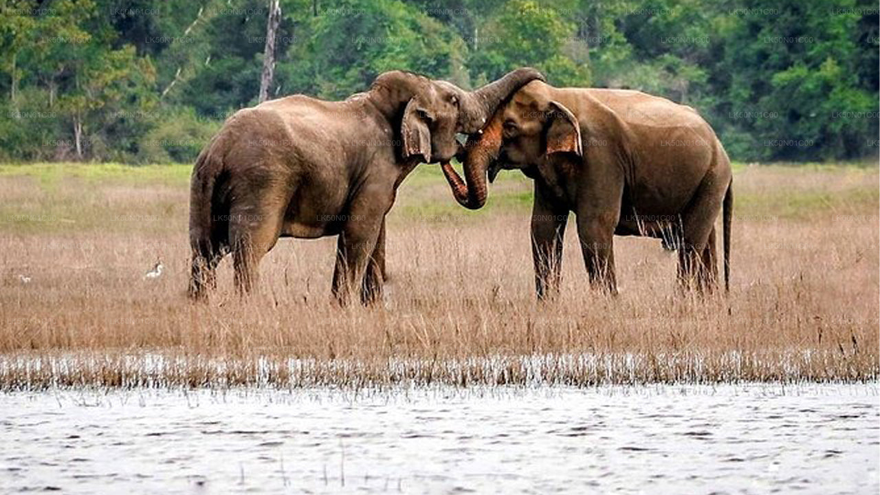 Maduru Oya rahvuspargi privaatne safari loodusteadlasega