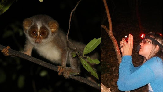 Guided Night Walk with Loris Watching from Wilpattu