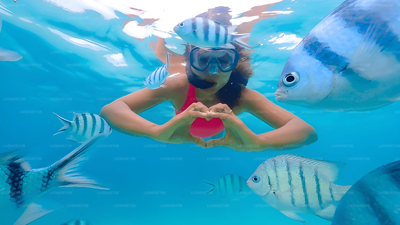 Snorgeldamine merikilpkonnadega Pigeon Islandilt