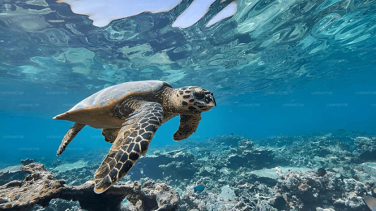 Snorgeldamine merikilpkonnadega Pigeon Islandilt