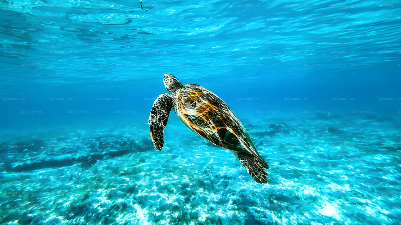 Snorgeldamine merikilpkonnadega Pigeon Islandilt