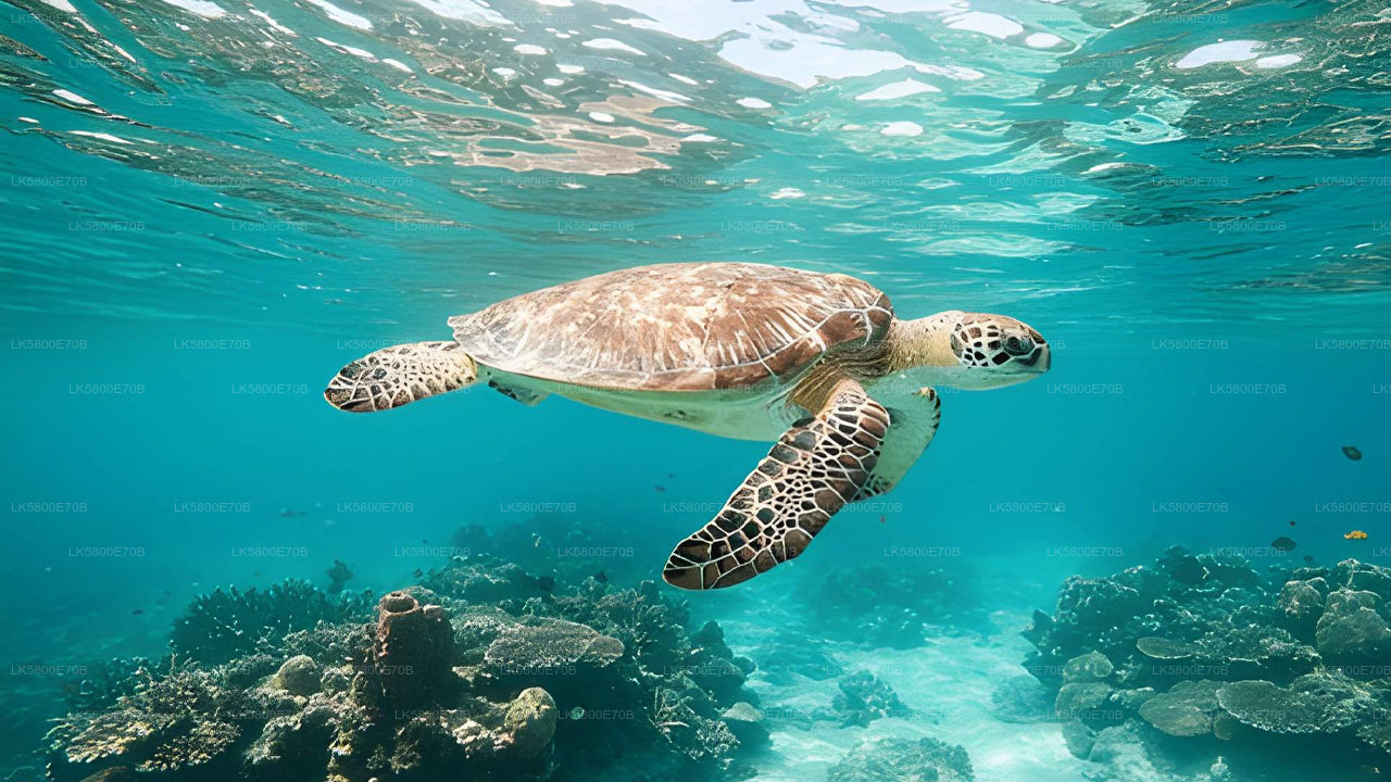 Snorgeldamine merikilpkonnadega Pigeon Islandilt