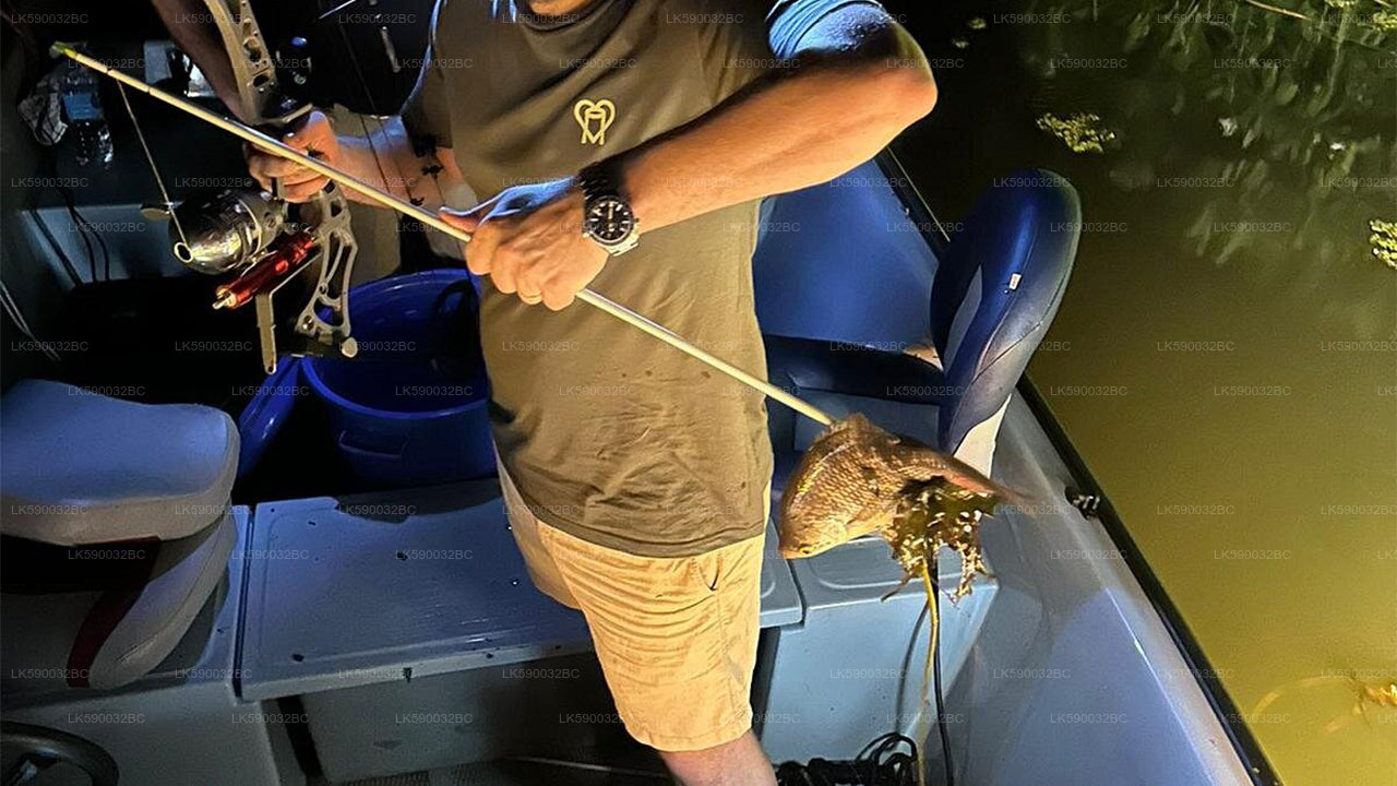 Night Bow Fishing from Bolgoda Lake