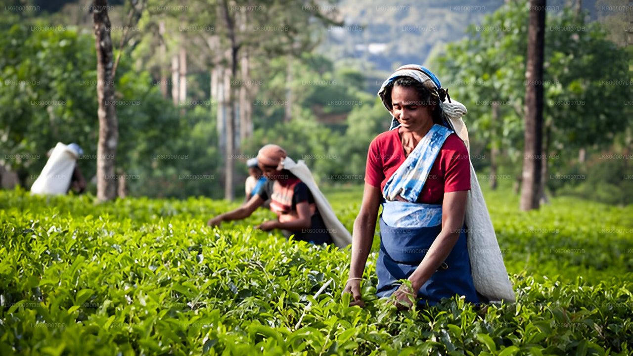 Farmers working in a tea field with greenery and mountains in the background