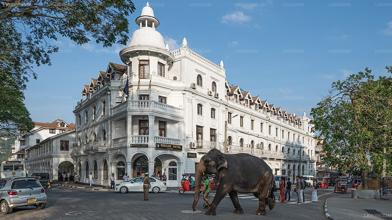 Private Transfer: Sigiriya to Kandy with Polonnaruwa Ancient City Tour