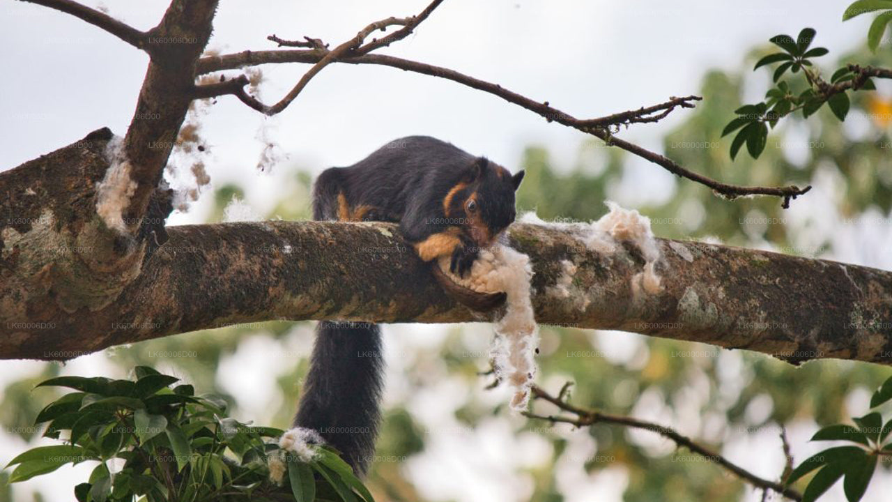 Sinharaja vihmametsa giidiga ekskursioon Kosgodast