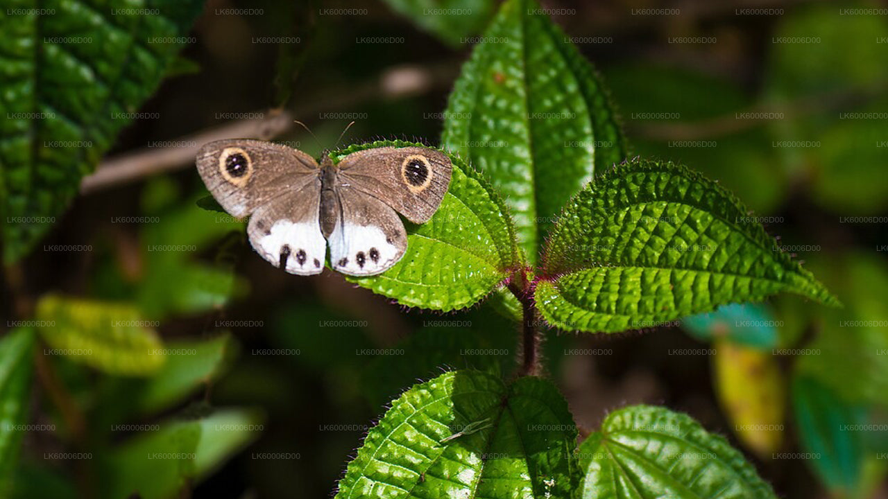 Sinharaja vihmametsa giidiga ekskursioon Kosgodast