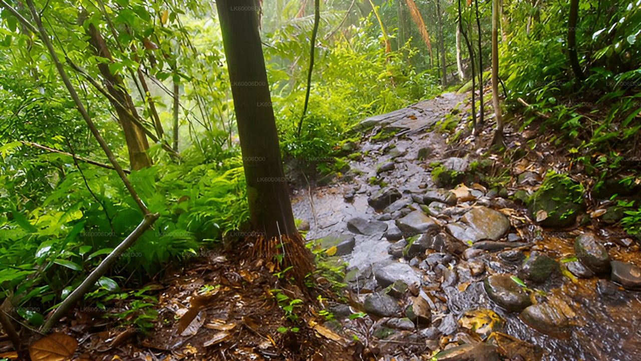 Sinharaja vihmametsa giidiga ekskursioon Kosgodast