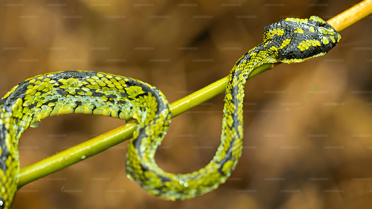 Sinharaja vihmametsa giidiga ekskursioon Kosgodast