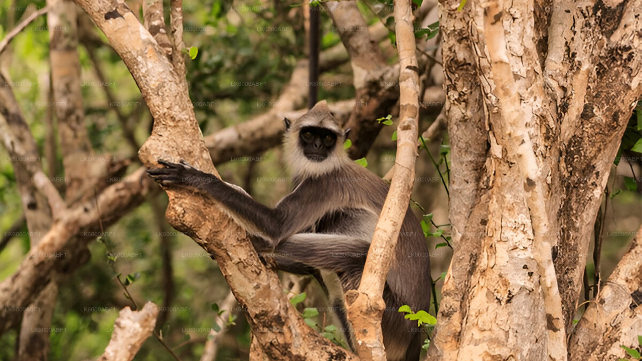 Yala National Park Safari from Kosgoda