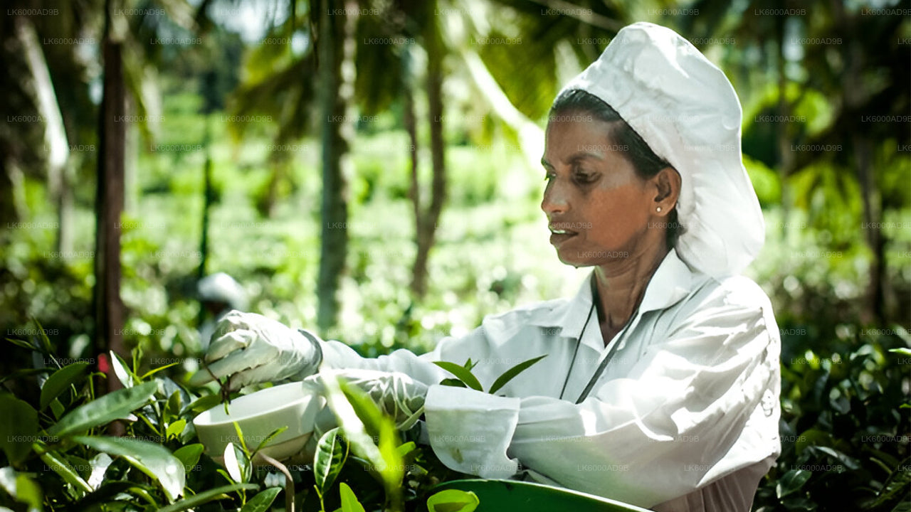 Southern Coast Highlights from Kosgoda