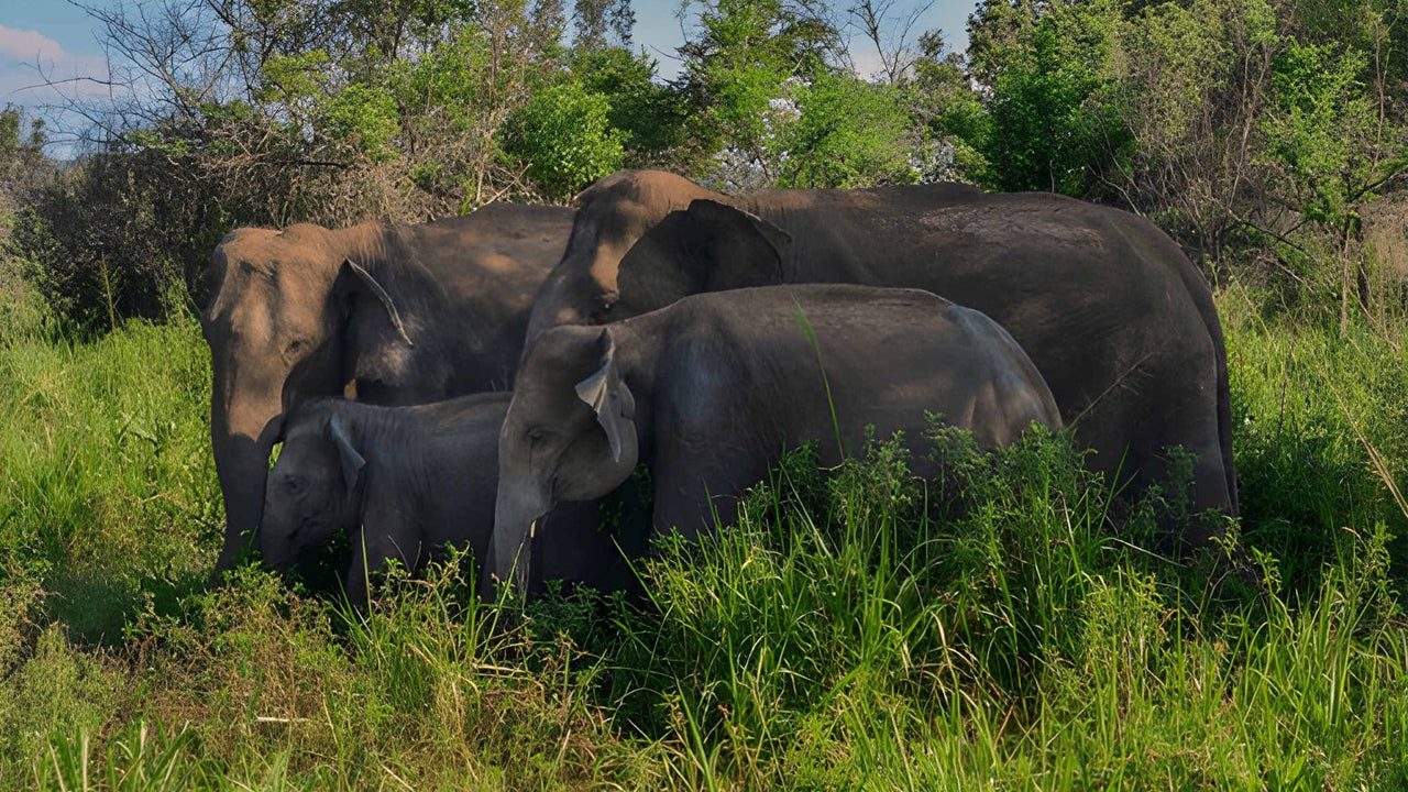 Sigiriya Rock, Village Experience ja Wildlife Safari Pasikudast