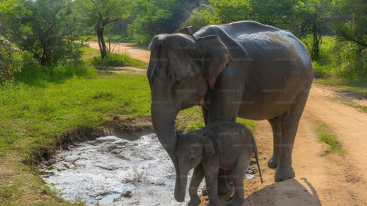 Sigiriya Rock, Village Experience ja Wildlife Safari Pasikudast