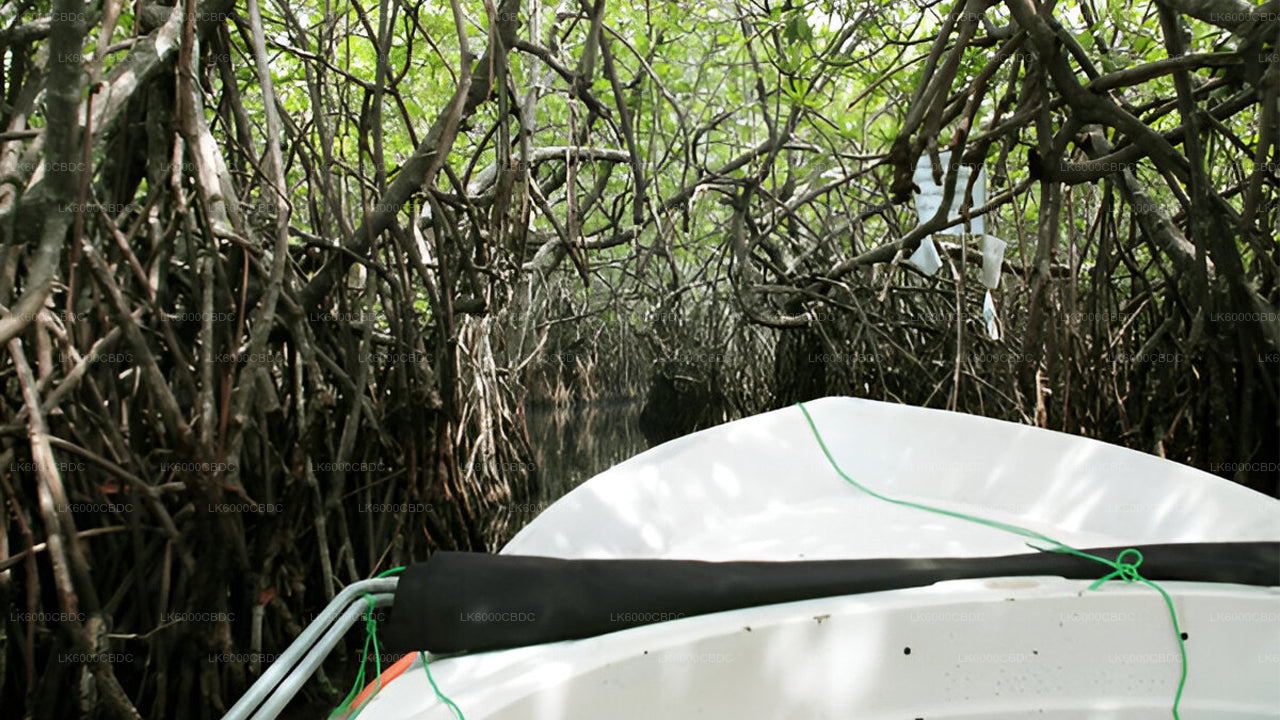 Bentota City tour and Galle from Kosgoda