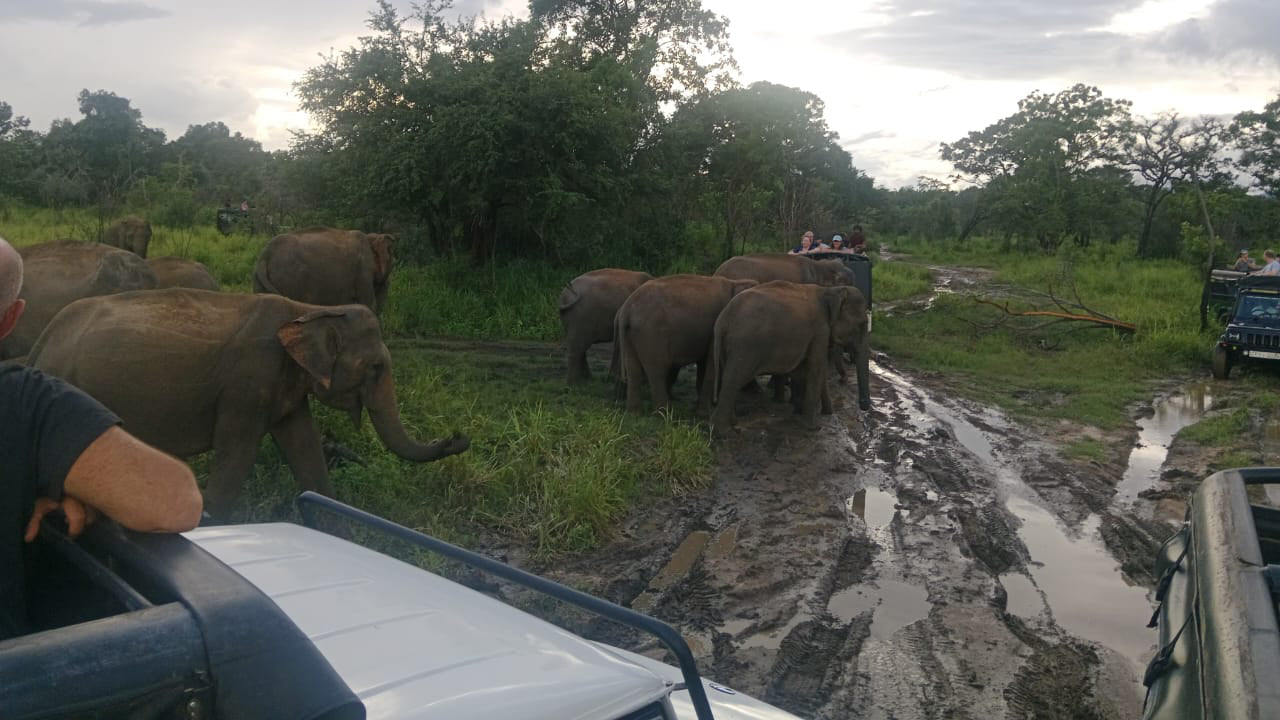 Polonnaruwa Heritage ja Hurulu ökopargi safari Pasikudast