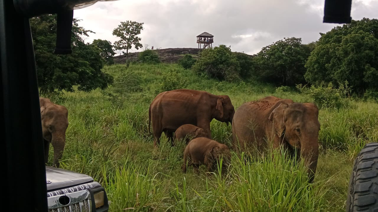 Polonnaruwa Heritage ja Hurulu ökopargi safari Pasikudast