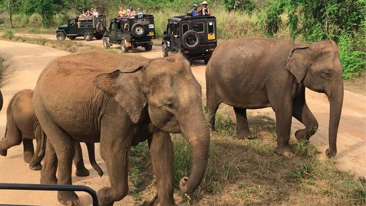 Polonnaruwa Heritage ja Hurulu ökopargi safari Pasikudast