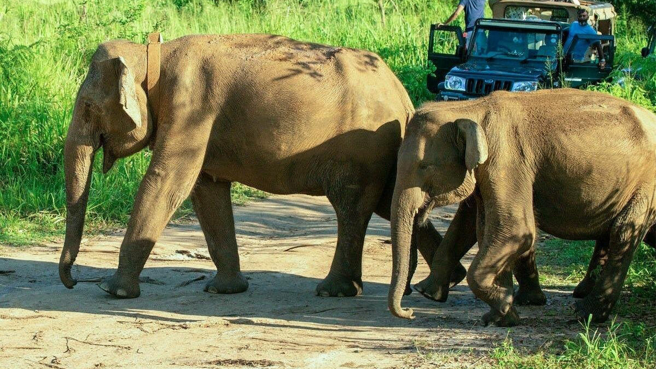 Polonnaruwa Heritage ja Hurulu ökopargi safari Pasikudast