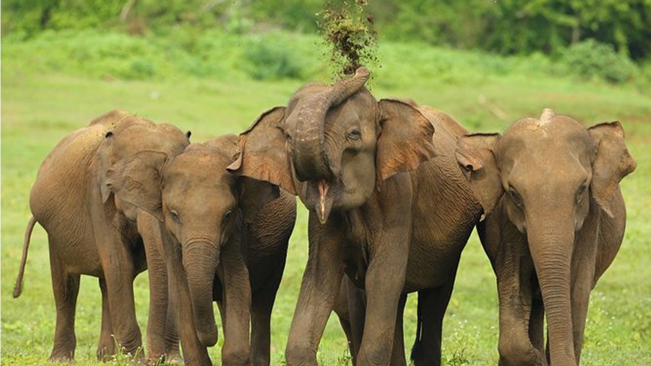 Udawalawe rahvuspargi safari Ahangamast